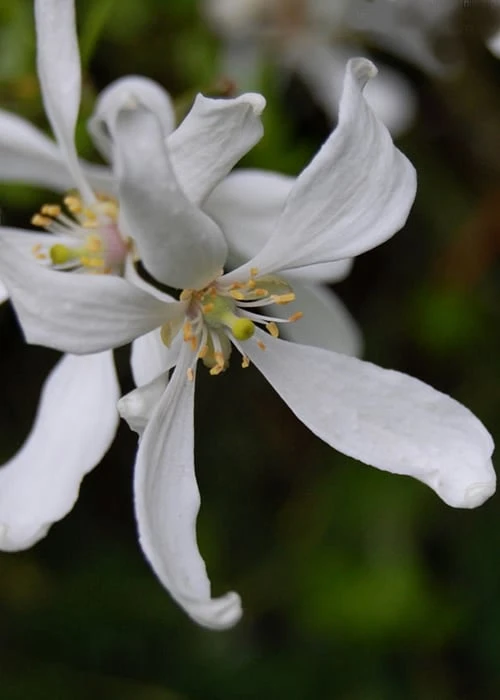 Flying Dragon Hardy Orange Tree - 7 Gallon Pot (3-4') - Image 7