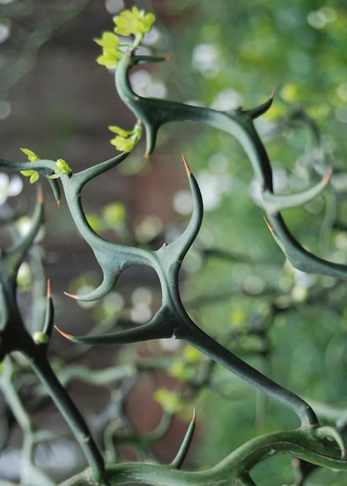 Flying Dragon Hardy Orange Tree - 7 Gallon Pot (3-4') - Image 4