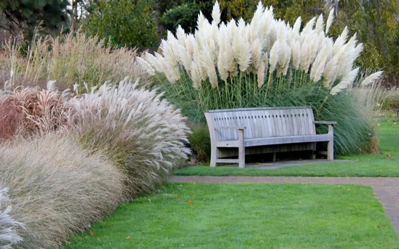 White Pampas Grass - 3 Gallon Pot - Image 8
