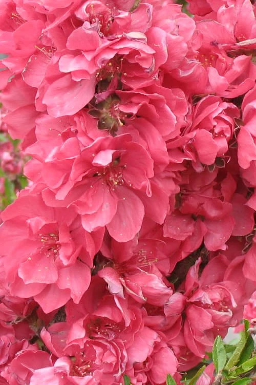 Bonanza Dwarf Patio Peach Tree - 2 Gallon Pot - Image 4