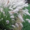 Hameln Dwarf Hardy Fountain Grass (Pennisetum) - 3 Gallon Pot