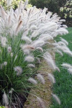 Hameln Dwarf Hardy Fountain Grass (Pennisetum) - 3 Gallon Pot