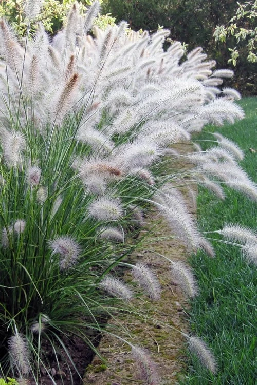 Hameln Dwarf Hardy Fountain Grass (Pennisetum) - 3 Gallon Pot