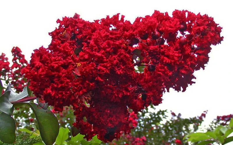 Dynamite Red Crape Myrtle - 3 Gallon Pot - Image 5