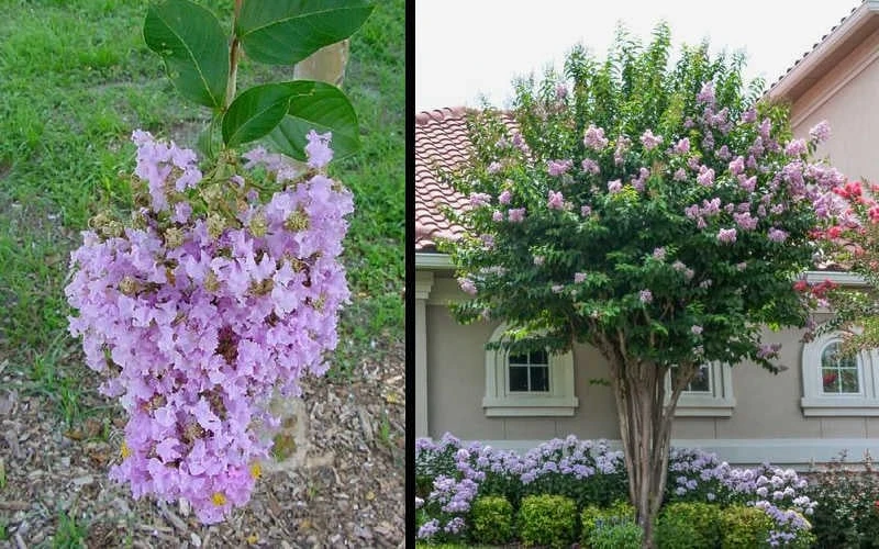Muskogee Lavender Crape Myrtle - 1 Gallon Pot - Image 4