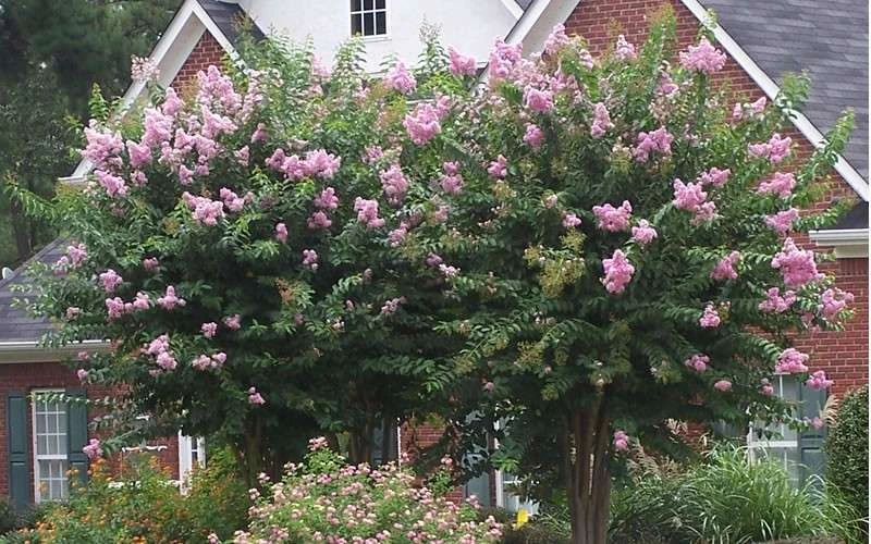 Muskogee Lavender Crape Myrtle - 1 Gallon Pot - Image 5