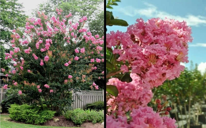 Sioux Pink Crape Myrtle - 6 Pack Of 1 Gallon Pots - Image 5