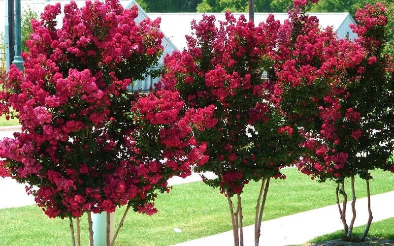 Tonto Red Crape Myrtle - 3 Gallon Pot - Image 6