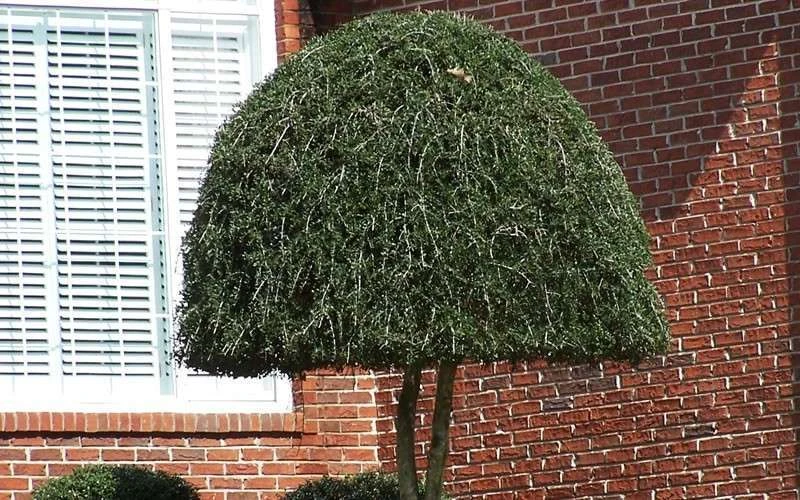 Pride Of Houston Yaupon Holly Tree - 7 Gallon Pot (3-4') - Image 6
