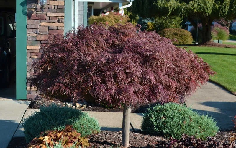 Crimson Queen Dwarf Japanese Maple (High Graft Tree Form) - 1 Gallon Pot - Image 6
