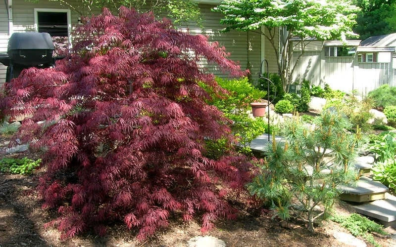 Tamukeyama Dwarf Red Japanese Maple - 1 Gallon Pot - High Grafted Tree Form - Image 6