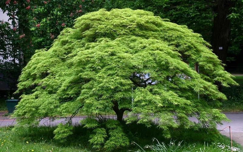 Viridis Dwarf Green Japanese Maple - 2 Gallon Pot - Image 6