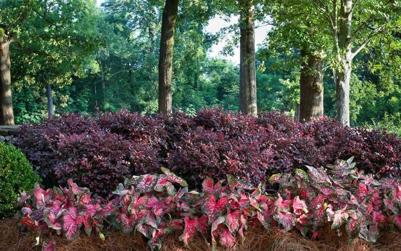 Purple Diamond Loropetalum - 6 Pack Of 1 Gallon Pots - Image 5