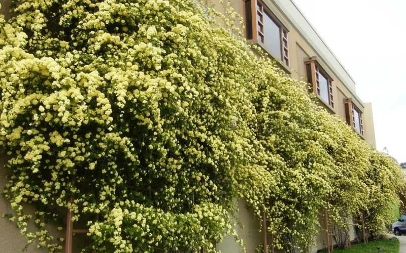 Lady Banks Yellow Rose - 1 Gallon Pot - Image 9