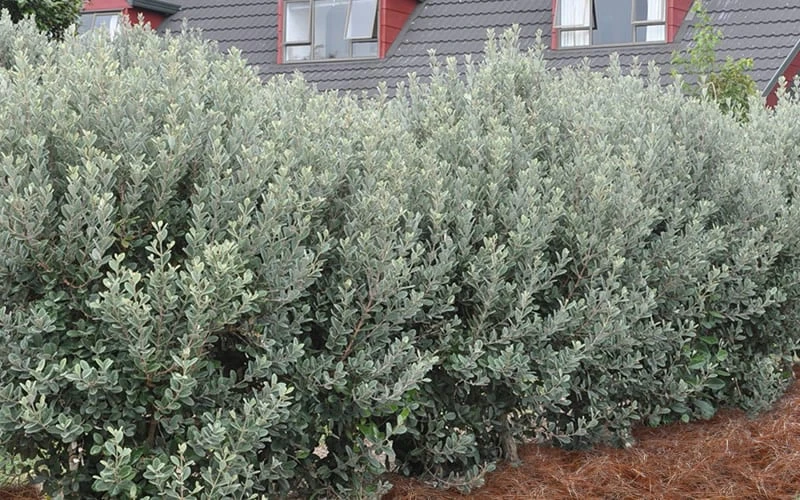 Pineapple Guava -Feijoa Sellowiana - 7 Gallon Pot - Image 7