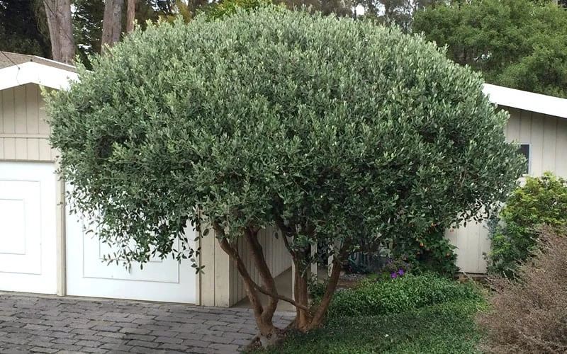 Pineapple Guava -Feijoa Sellowiana - 7 Gallon Pot - Image 8