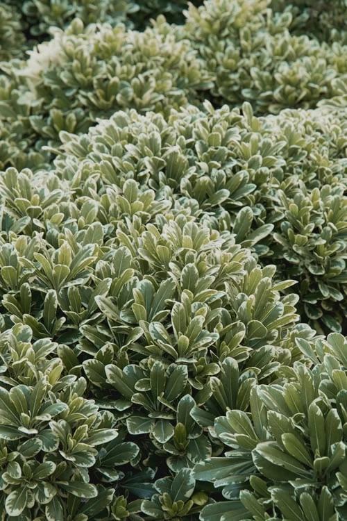 Mojo Dwarf Variegated Pittosporum - 2 Gallon Pot - Image 4