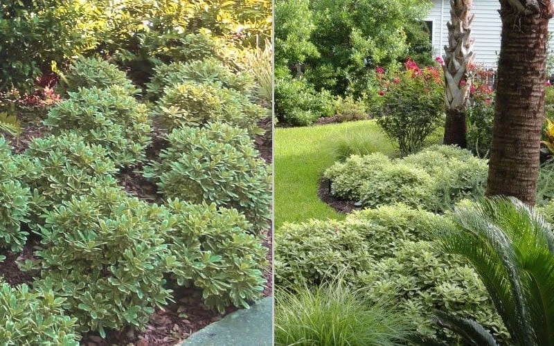 Mojo Dwarf Variegated Pittosporum - 1 Gallon Pot - Image 5