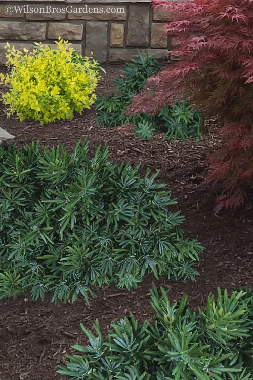 Pringles Dwarf Podocarpus Yew - 6 Pack Of 1 Gallon Pots - Image 4