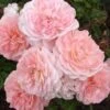 Apricot Drift Dwarf Rose - 2 Gallon Pot