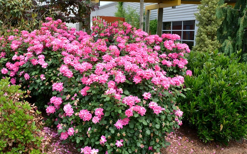 Pink Double Knock Out Rose - 2 Gallon Pot - Image 6