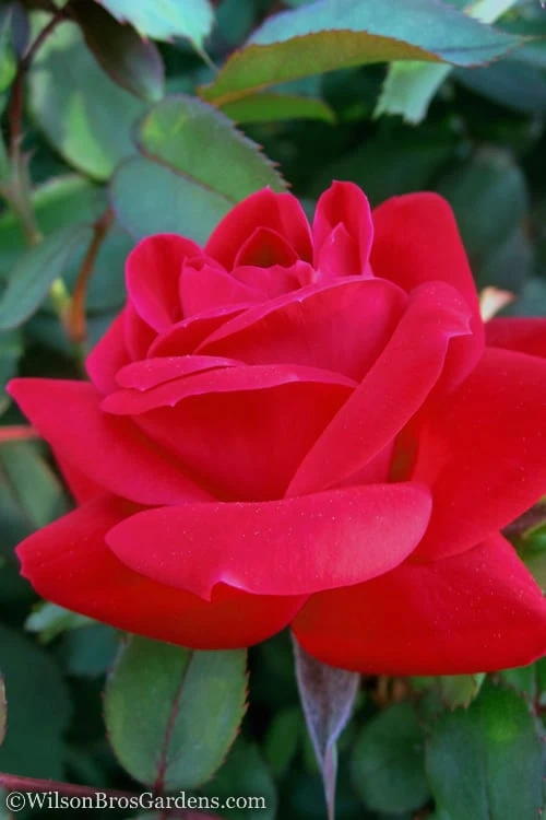 Red Double Knock Out Rose - 3 Gallon Pot - Image 3