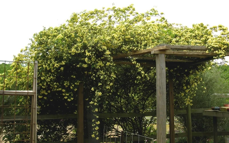 Lady Banks Yellow Rose - 2 Gallon Pot - Image 10