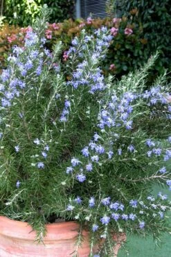 Chef's Choice Rosemary - 3 Gallon Pot