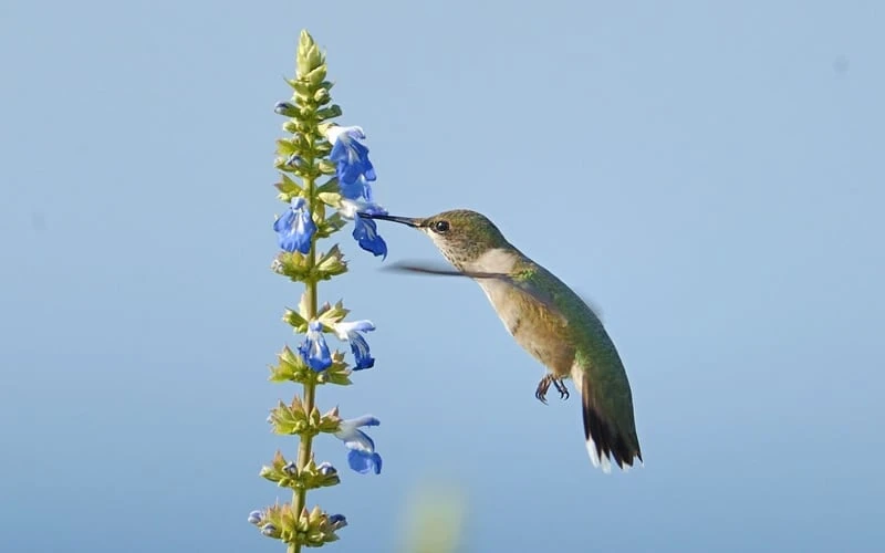 Bog Sage - Salvia Uliginosa - 3 Pack Of Quart Pots - Image 5