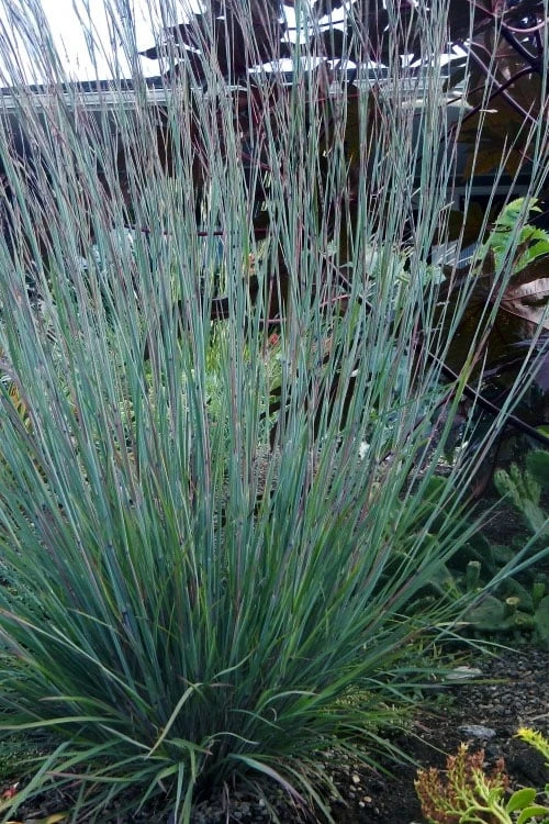 The Blues Little Bluestem Grass (Schizachyrium Scoparium) - 1 Gallon Pot - Image 7