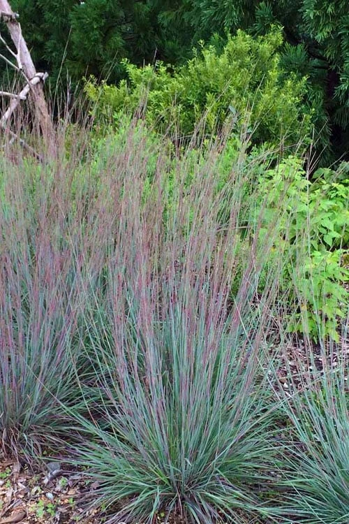 The Blues Little Bluestem Grass (Schizachyrium Scoparium) - 1 Gallon Pot - Image 4