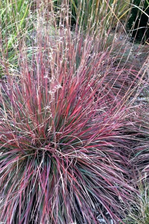 The Blues Little Bluestem Grass (Schizachyrium Scoparium) - 1 Gallon Pot - Image 5
