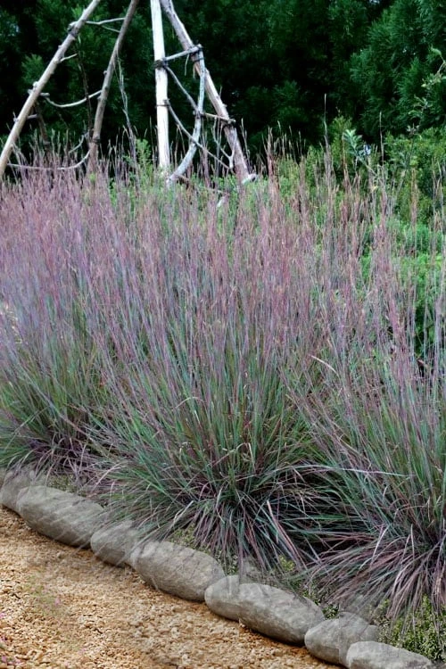 The Blues Little Bluestem Grass (Schizachyrium Scoparium) - 1 Gallon Pot