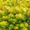 Angelina Sedum - 5 Pack Of 4" Pots