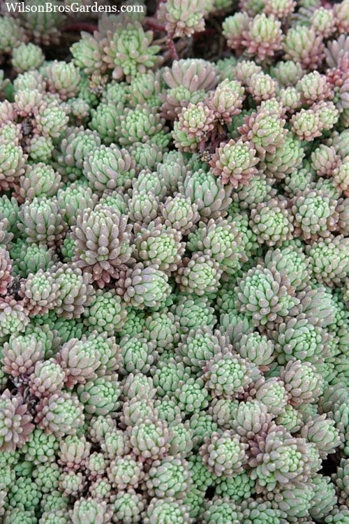 Tiny Buttons Sedum Hispanicum - 10 Pack Of Pint Pots - Image 6