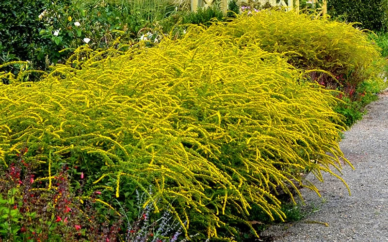Fireworks Goldenrod (Solidago) - 6 Pack Of 1 Gallon Pots - Image 5