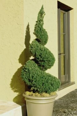 Spiral Dwarf Alberta Spruce Topiary - 7 Gallon Pot
