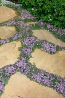Elfin Creeping Thyme - Thymus Serpyllum Elfin - 18 Pack Of 3.5" Pint Pots