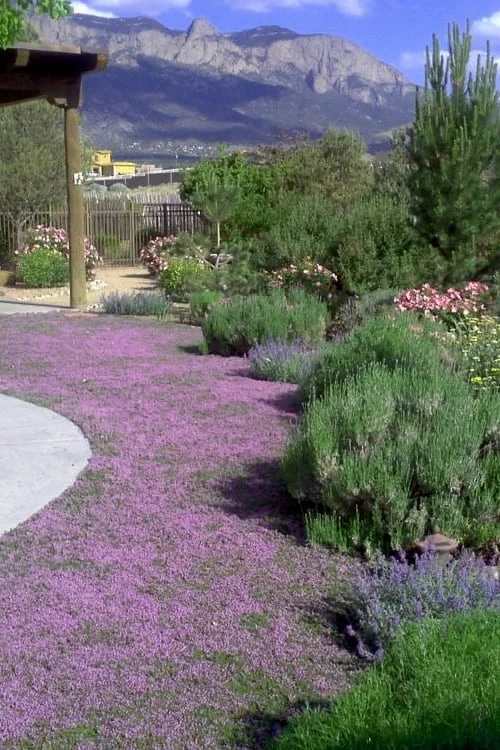 Pink Chintz Thyme - Thymus Serpyllum - 5 Pack Of Quart Pots