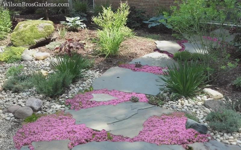 Pink Chintz Thyme - Thymus Serpyllum - 5 Pack Of Quart Pots - Image 5