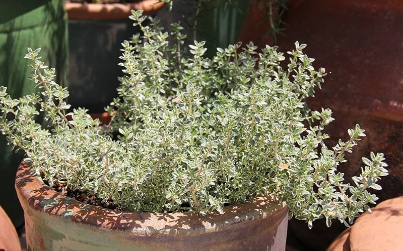 Silver Lemon Thyme - Thymus - 3 Pack Of Quart Pots - Image 4