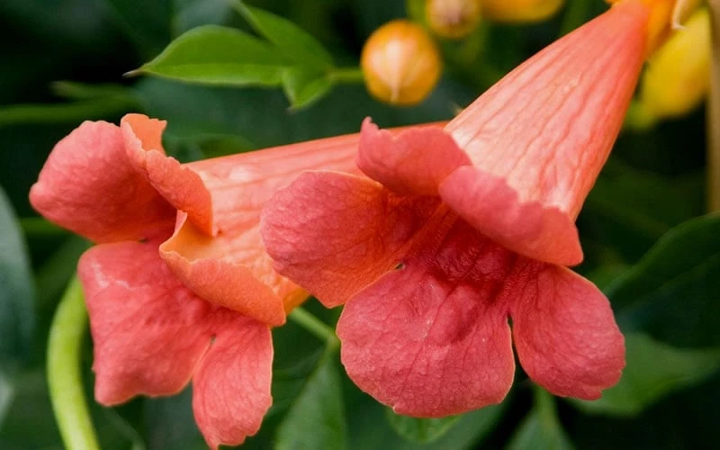 Madame Galen Trumpet Vine (Campsis) - 1 Gallon Pot - Image 7
