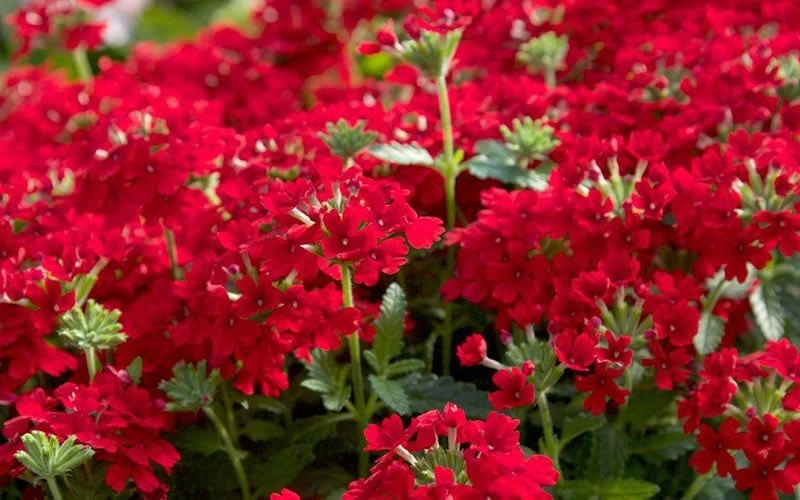 EnduraScape Red Verbena - 10 Pack Of Pint Pots - Image 5