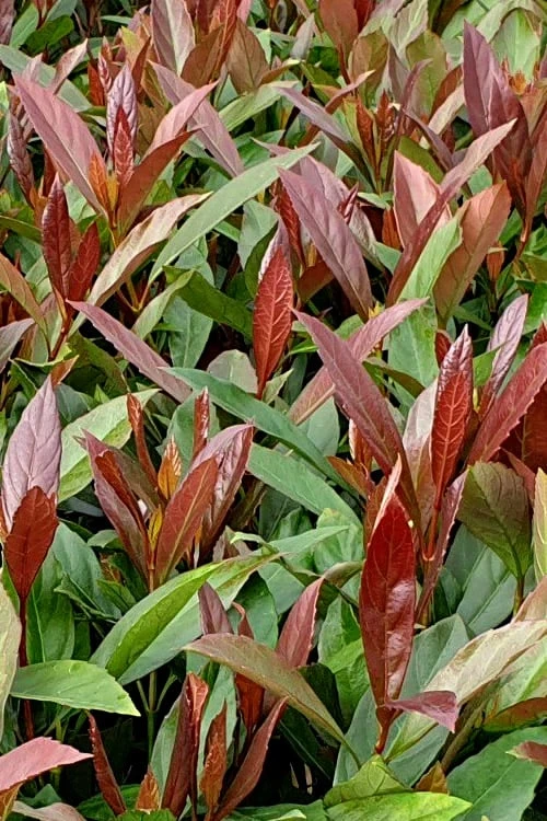 Coppertop Sweet Viburnum - (Single Trunk Topiary Tree) - 5 Gallon Pot - Image 5