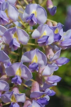Blue Moon Wisteria Vine - 1 Gallon Pot
