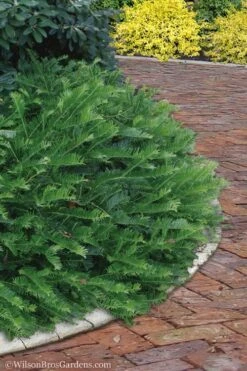 Yewtopia Plum Yew - 3 Gallon Pot