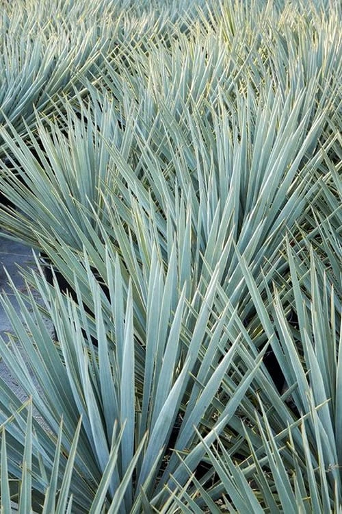 Blue Sentry Yucca - 3 Gallon Pot - Image 6