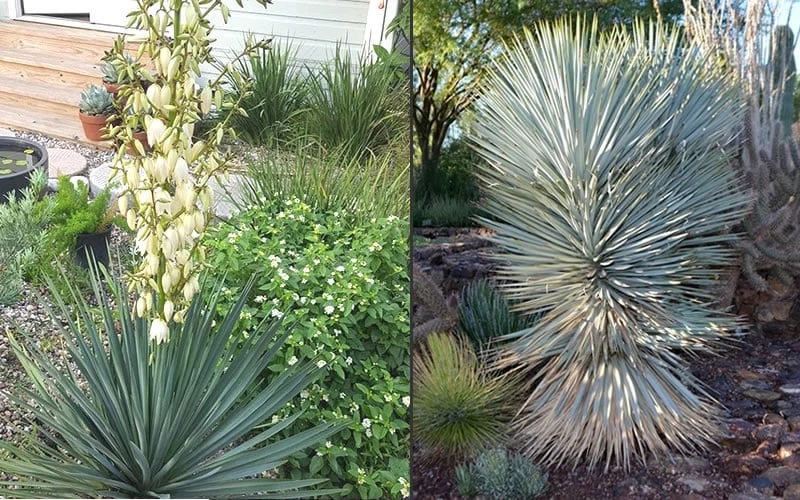 Blue Sentry Yucca - 3 Gallon Pot - Image 4
