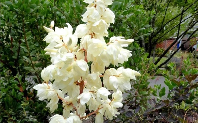Color Guard Yucca - 3 Gallon Pot - Image 6