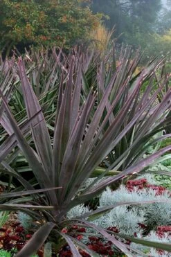 Magenta Magic Yucca - 1 Gallon Pot
